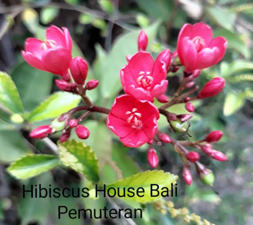 Hibiscus House Pemuteran Bali Otel Dış mekan fotoğraf