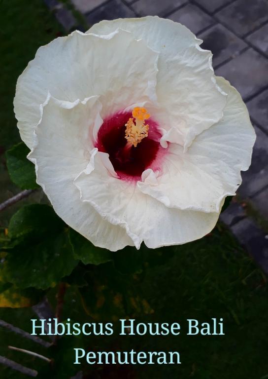 Hibiscus House Pemuteran Bali Otel Dış mekan fotoğraf