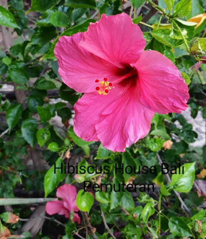 Hibiscus House Pemuteran Bali Otel Dış mekan fotoğraf