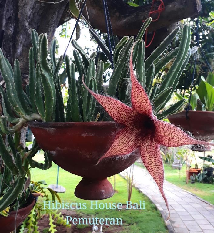 Hibiscus House Pemuteran Bali Otel Dış mekan fotoğraf